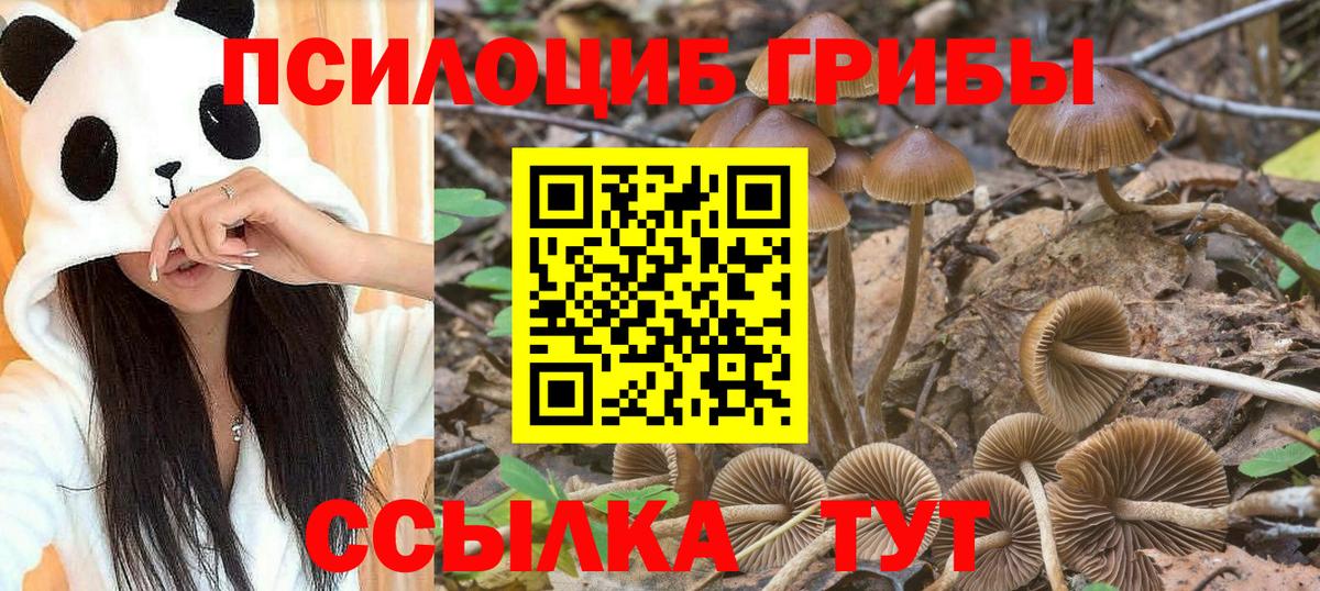 Галлюциногенные грибы Psilocybe Лесозаводск